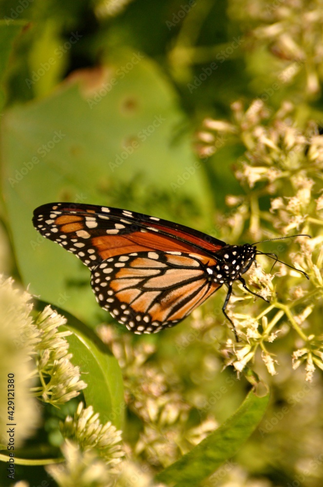 Fototapeta premium mariposa