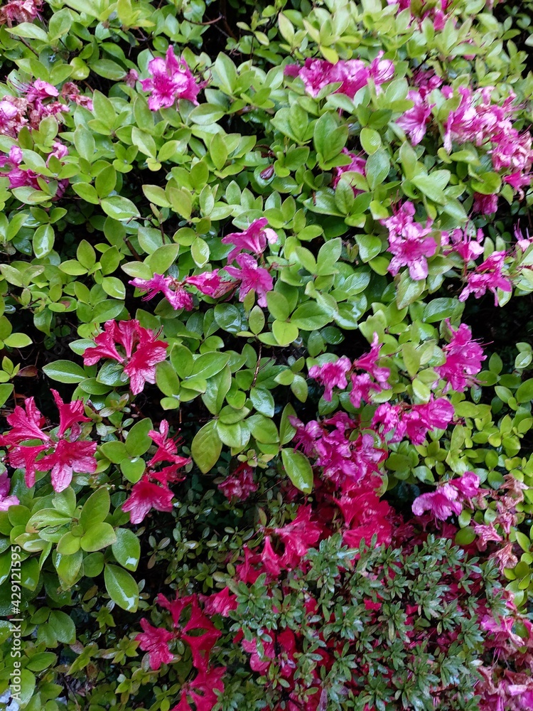 The royal azalea on rainy and windy day The royal azalea on rainy and windy day