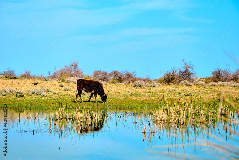 A black and single cow grassing in flood plain in Karacabey near the small pond and its reflection on water.