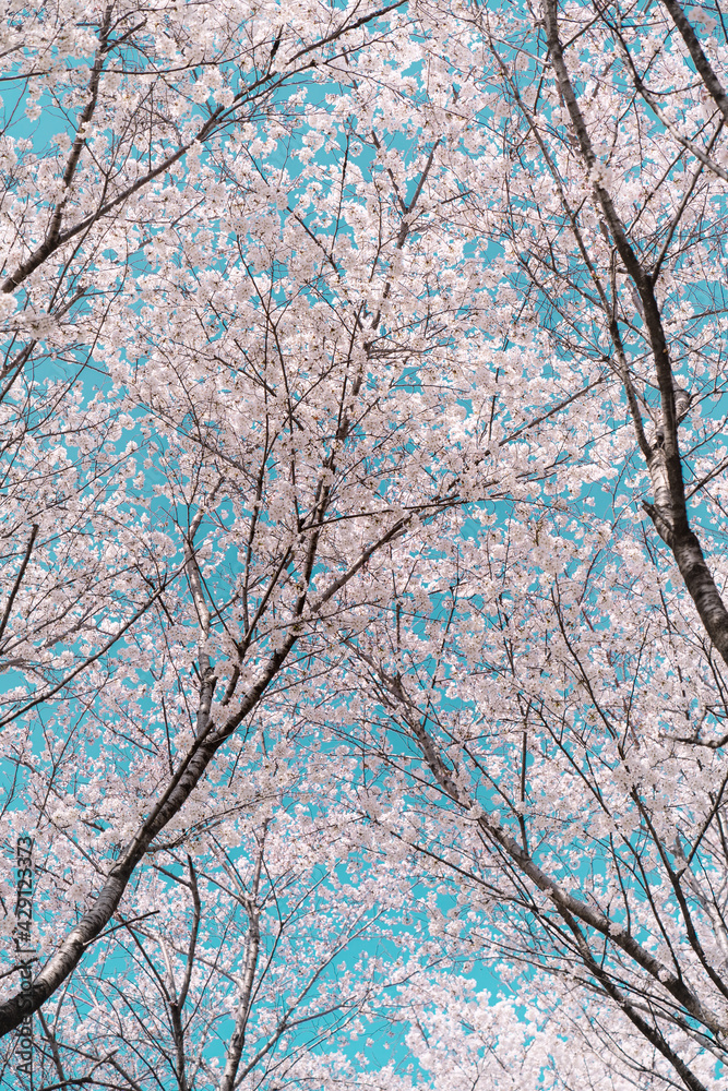 cherry blossom in spring cherry blossom in spring