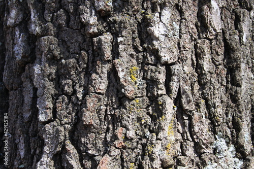Bark of a tree trunk

