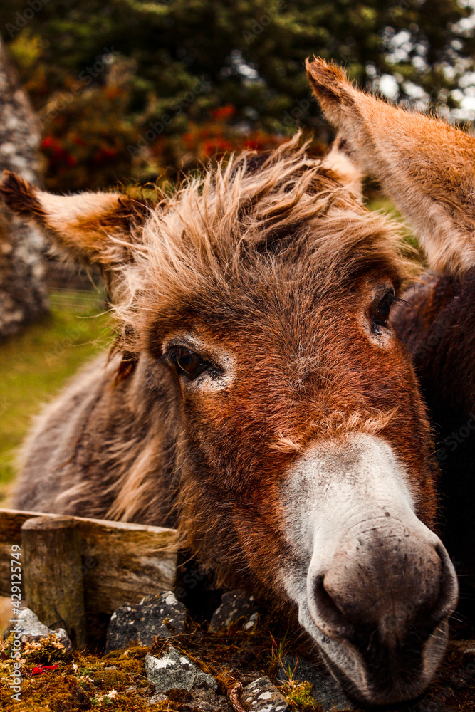 Obraz premium Ovelha irlandesa