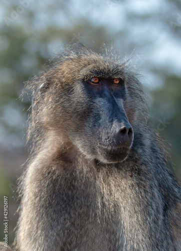 Baboon close up in Kruger National Park in South Africa RSA