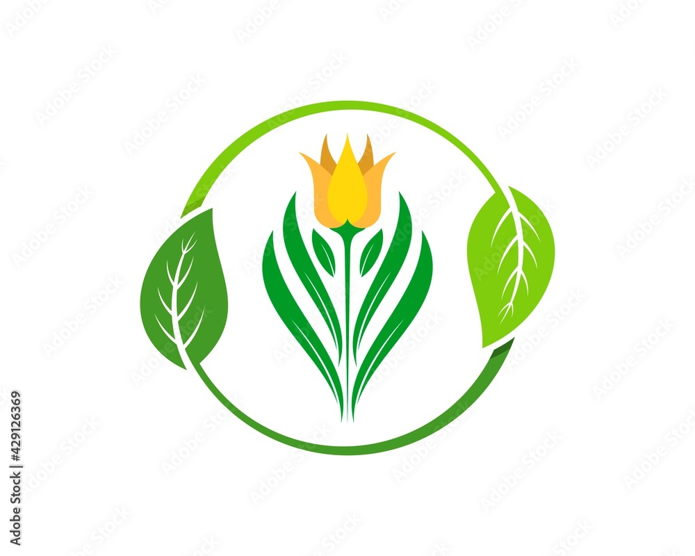 Obraz premium Circle nature leaf with lilly flower inside