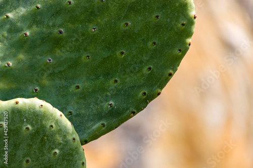 Close-up of a bright green cactus under a bright tropical sun.