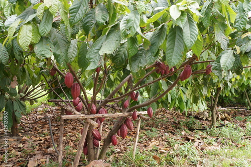 Cacao Tree (Theobroma cacao). Organic cocoa fruit pods in nature. photo