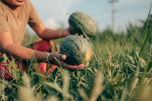A farmer throws up a grown watermelon in farm field. Harvesting watermelons concept.