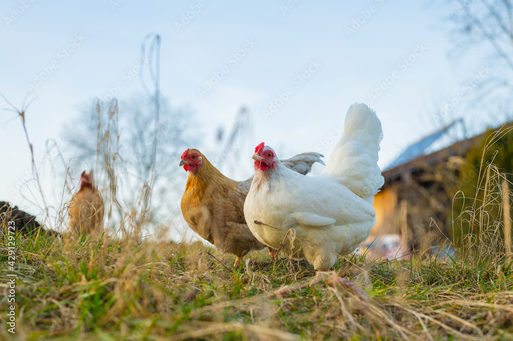 Fototapeta premium freilaufende Hühner auf Wiese