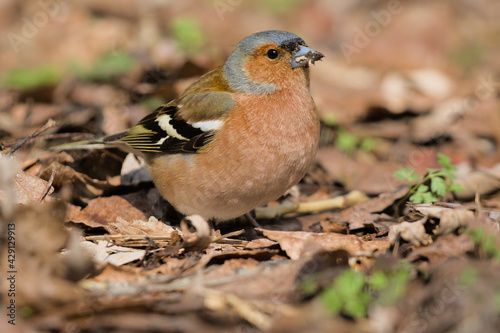 A small forest songbird with reddish sides. Chaffinch, a colorful bird sitting in last year's foliage and looking at the photographer. City birds. Blurred background. Close-up. Wild nature. © serhii