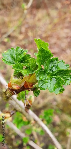 young branch of currant in spring