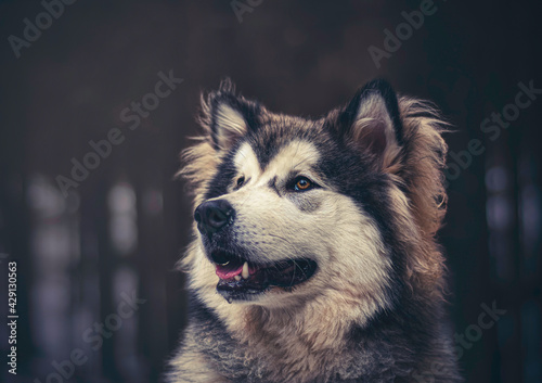 Creative portrait of Alaskan Malamute boy in a dark forest. Modified colors add a dreamy mood to the picture. Selective focus on the eyes of the dog, blurred background.