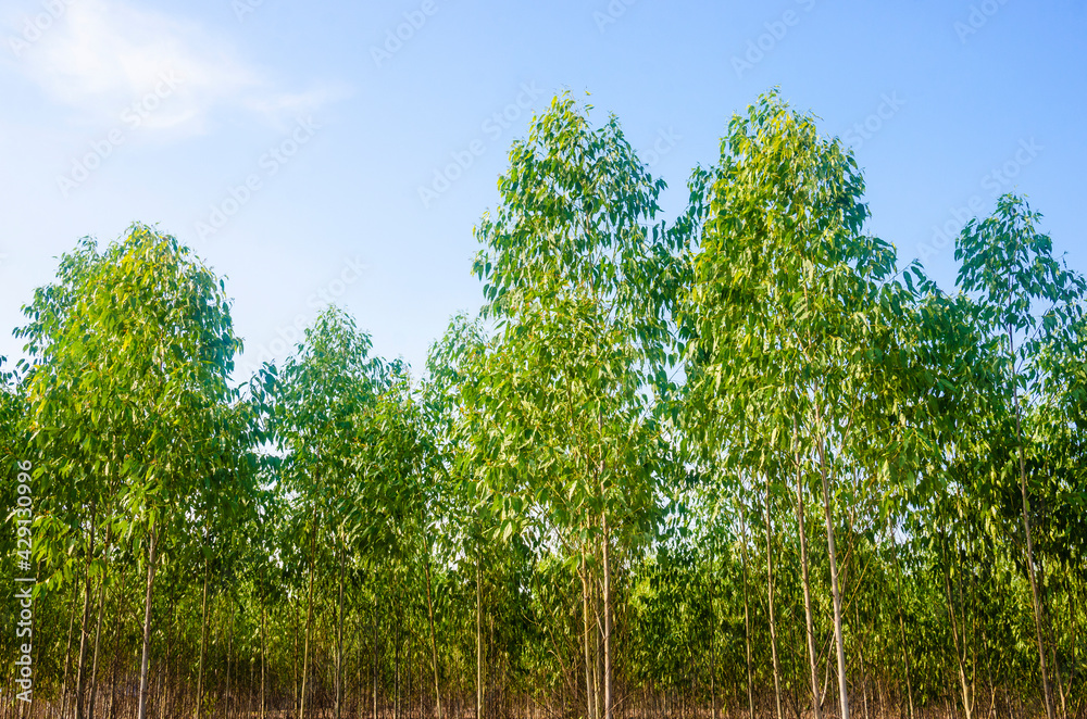 Eucalyptus plantations in Thailand, a balm for farmers and paper industry.