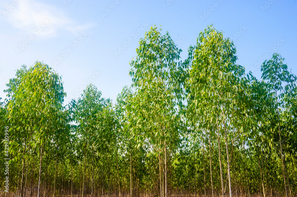 Fototapeta premium Eucalyptus plantations in Thailand, a balm for farmers and paper industry.