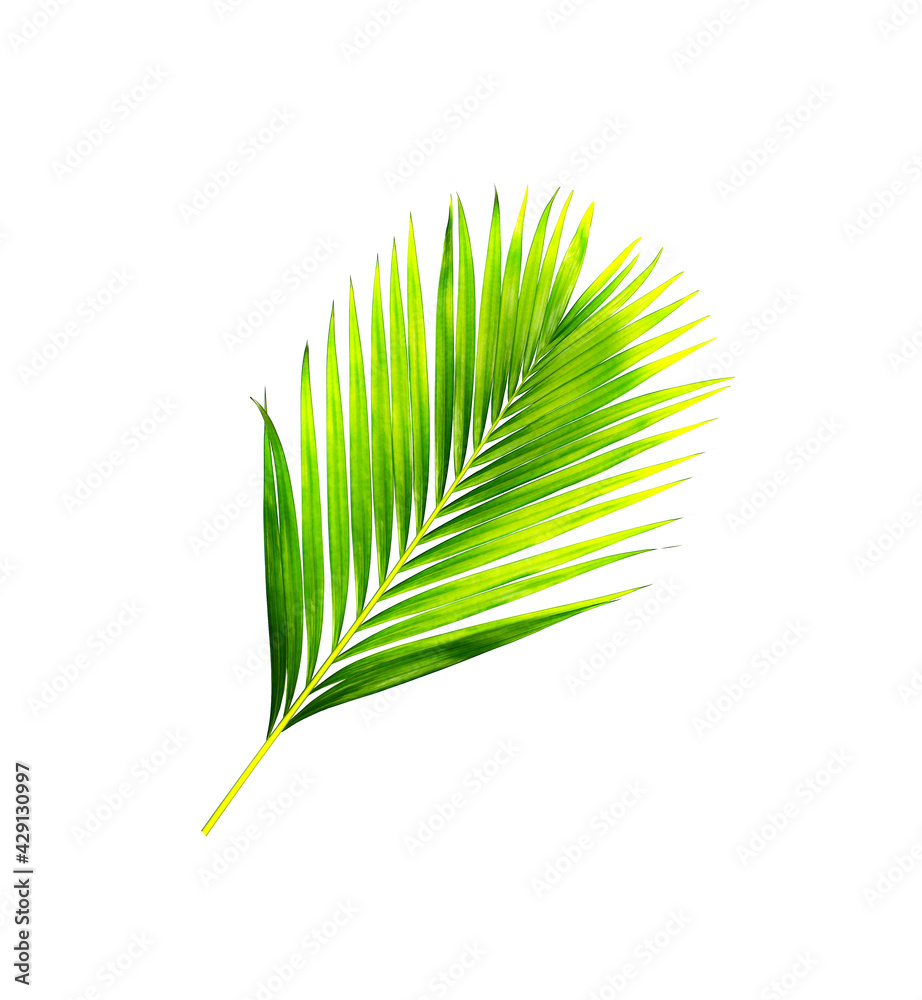 Fototapeta premium green leaves of palm tree isolated on white background