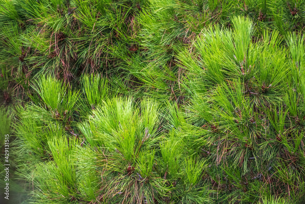 Cedar branches with long fluffy needles. Pine branch with fresh shoots and long and thin needles. Cedar branches with long fluffy needles. Pine branch with fresh shoots and long and thin needles.