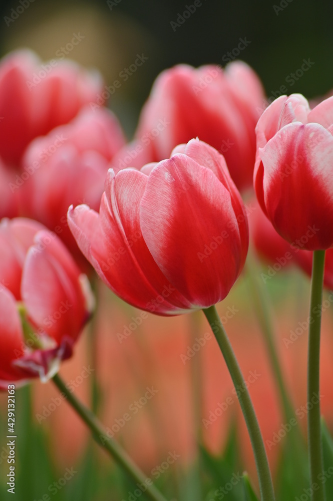 Fototapeta premium Close-up shot of red tulips in the garden.