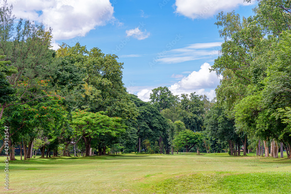 Landscape green lawn with big trees and blue sky with white clouds Landscape green lawn with big trees and blue sky with white clouds