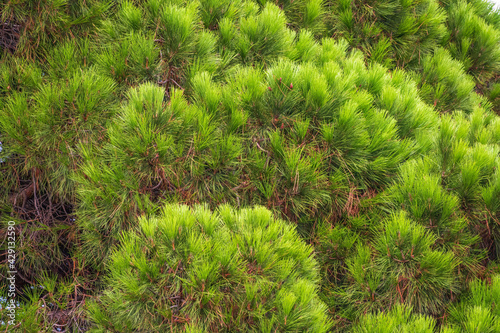 Closeup photo of green needle pine tree. Small pine cones at the end of branches. Blurred pine needles in background