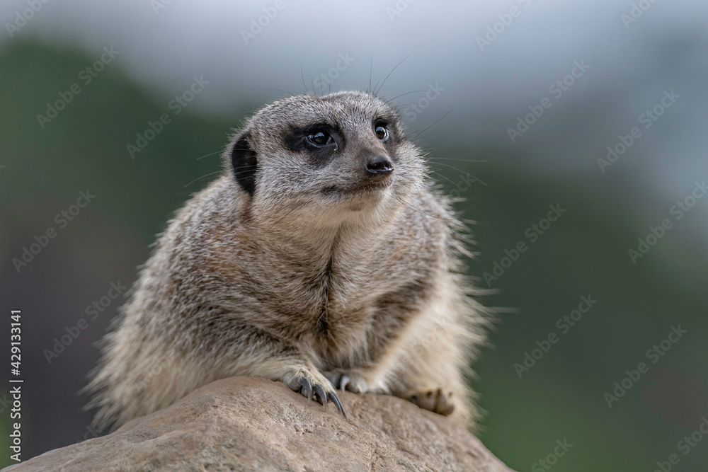 Fototapeta premium Meerkat portrait