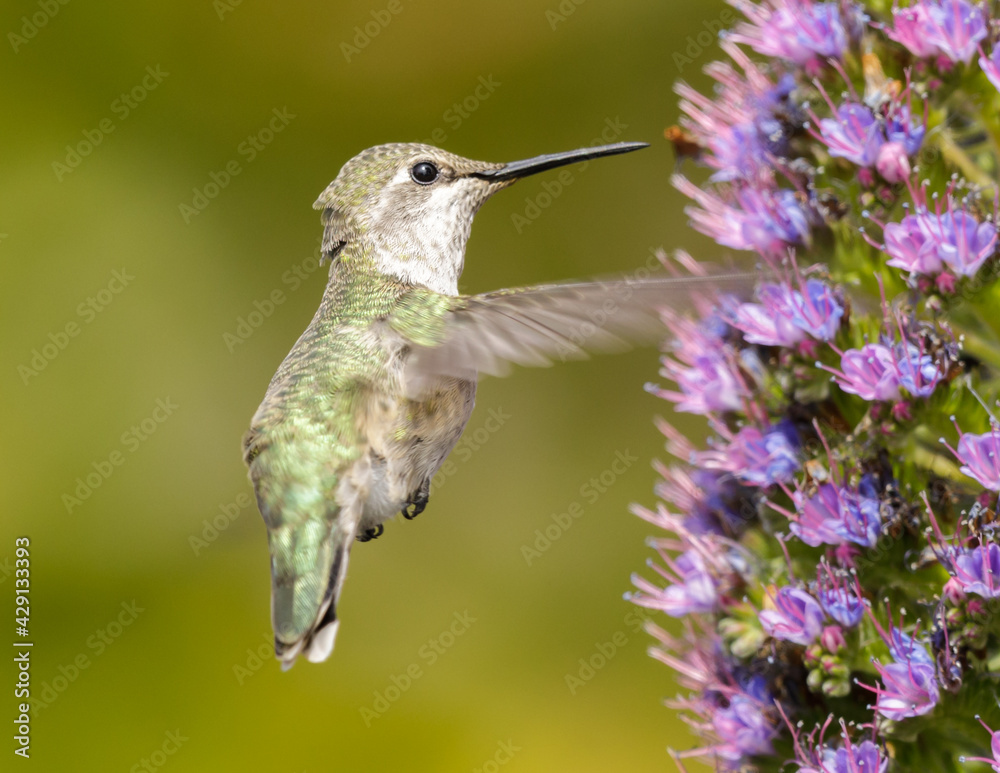 Obraz premium Anna's Hummingbird adult female feeding on pride of Madeira nectar. Palo Alto Baylands, Santa Clara County, California, USA.