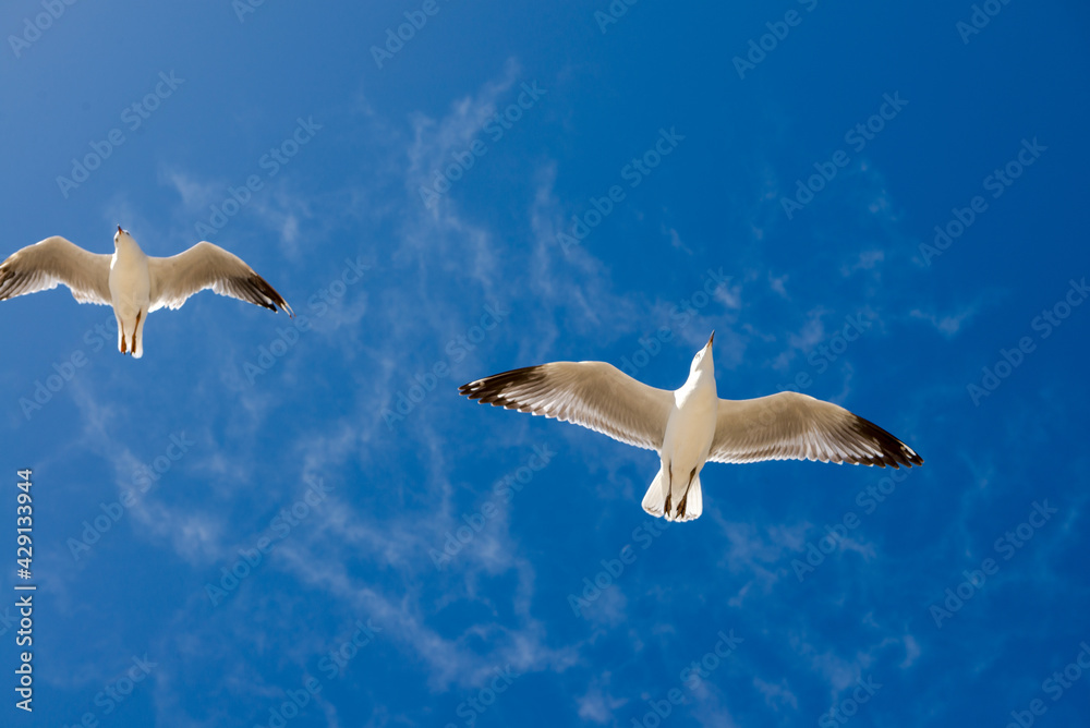 Obraz premium Seagull was flying above Chelsea Beach during summer, Australia Dec 2019.