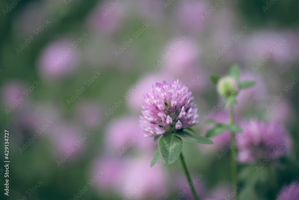 Clover on a bright green background