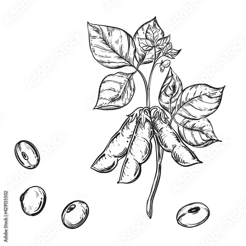 Hand drawn sketch black and white soybean, soy seeds, leaf. Vector illustration. Elements in graphic style label, card, sticker, menu, package. Engraved style illustration.