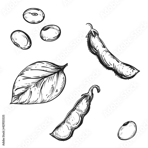 Hand drawn sketch black and white soybean, soy seeds, leaf. Vector illustration. Elements in graphic style label, card, sticker, menu, package. Engraved style illustration.