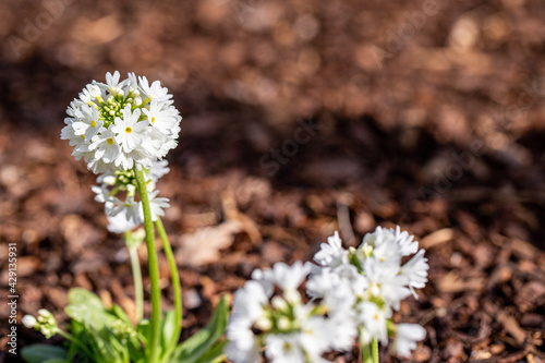 primula denticulata alba detail in garden