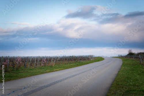 Road through vineyards in spring in Burgenland