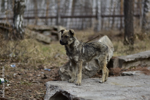 a sad mongrel puppy stands on old concrete slabs in an abandoned park covered in old dry leaves and garbage