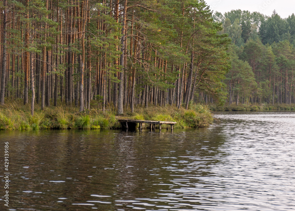 Obraz premium autumn landscape with a bog lake, tree reflections in the lake water, autumn time