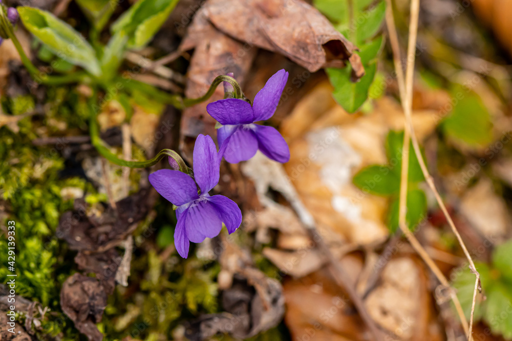 Hairy violet flower in the forest, close up Hairy violet flower in the forest, close up