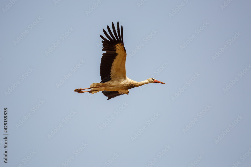 Obraz premium White stork in flight with the sky in the background. Ciconia ciconia.