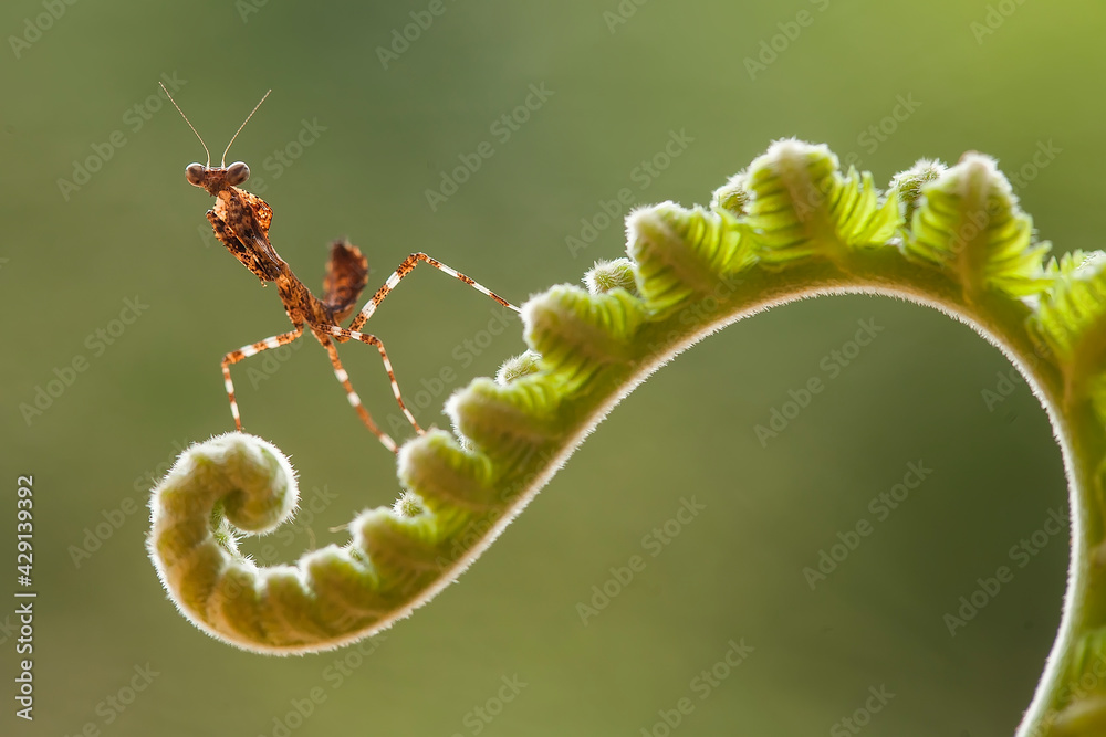 deroplatys truncata species mantis from borneo island deroplatys truncata species mantis from borneo island