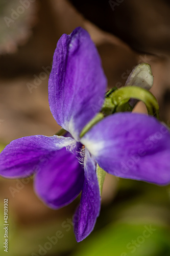 Viola hirta flower in the forest 