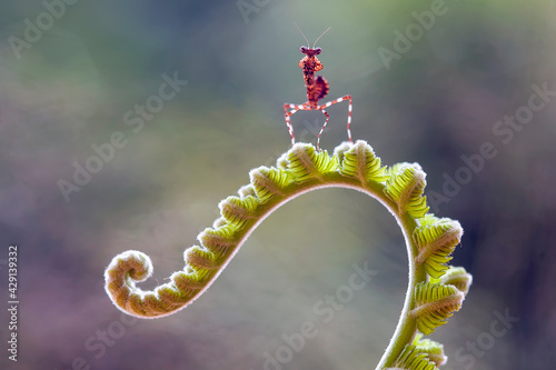 deroplatys truncata species mantis from borneo island photo