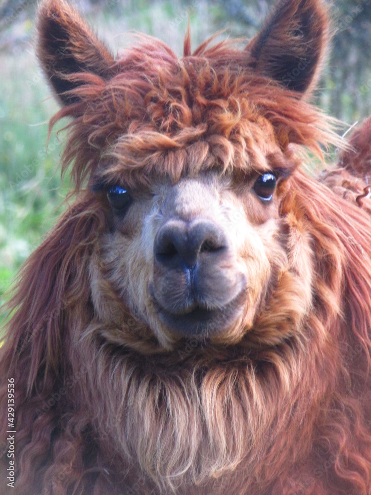 Fototapeta premium Alpaca, sudamerican camelid, Puerto Aysen, Chile 