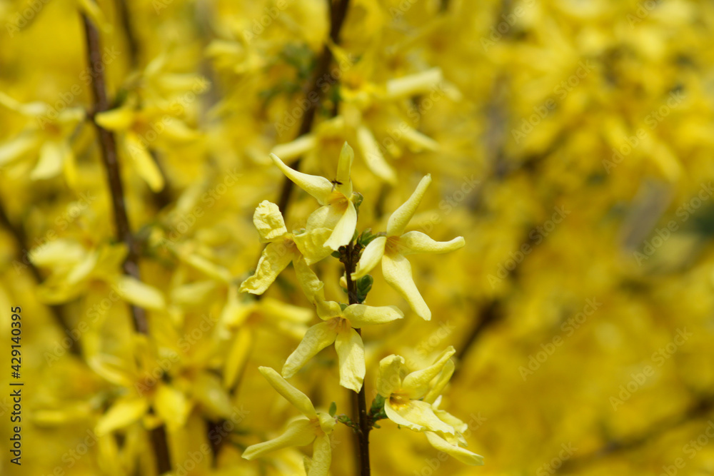Border forsythia on yellow background Border forsythia on yellow background