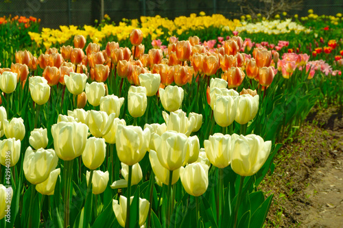 Flower field of tulip plantation. Tonami in Toyama Prefecture, Japan. チューリップ農園の花畑。日本富山県砺波 photo