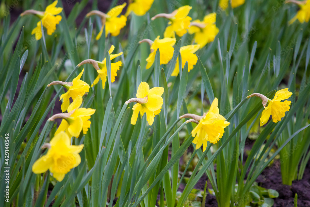 A bed with yellow daffodils. Narcissus.
