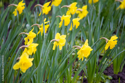A bed with yellow daffodils. Narcissus.