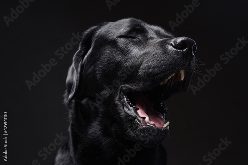 Front view of barking black retriever in dark background © Fxquadro