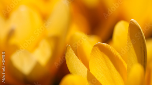 Abstract floral background, yellow crocus flowers. Macro flowers backdrop for holiday brand design.