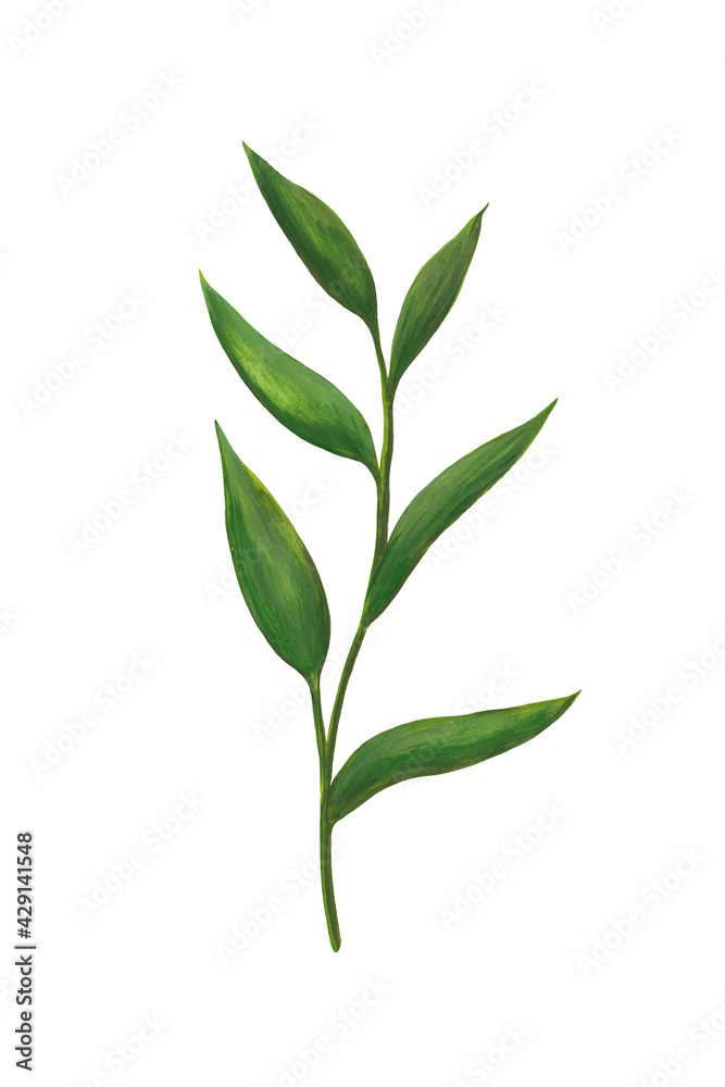 fresh green stem with leaves isolated on white background. hand drawn gouache paint illustration