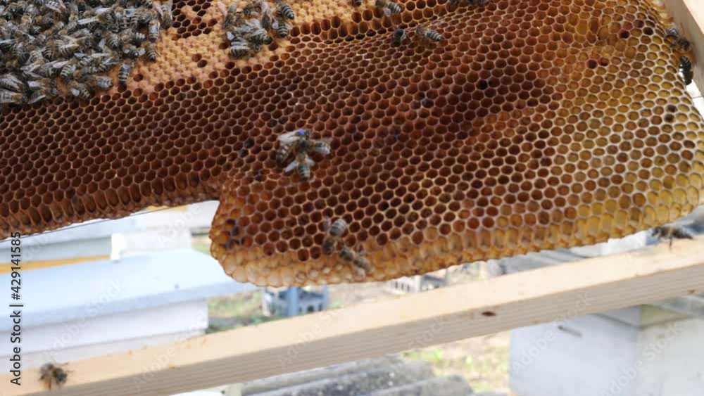 The bee uterus noticed by a paint moves on a honeycomb of a bee frame. The bee uterus noticed by a paint moves on a honeycomb of a bee frame.