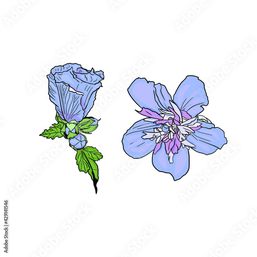 Hibiscus flower vector illustration. Isolated botanical illustration for print, logo, icon, blank for designers, florists, wedding