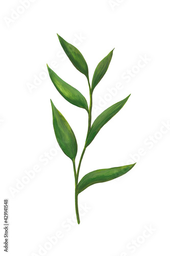 fresh green stem with leaves isolated on white background. hand drawn gouache paint illustration