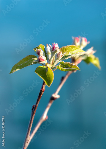 apple blossom in morning light