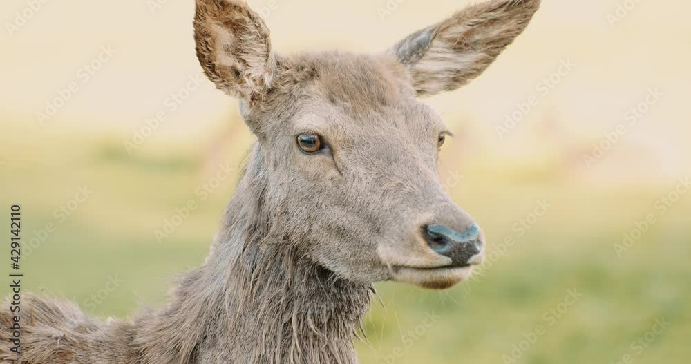 Close up portrait of deer in park Close up portrait of deer in park